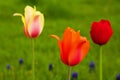 Colorful Tulips