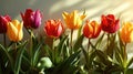 Colorful tulips create rainbow inspiration against a light background of spring tenderness