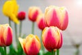 Colorful tulips in the dew drops in flower beds in the garden in spring Royalty Free Stock Photo
