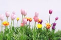 Colorful tulips of different varieties