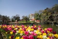 Colorful Tulips in Emirgan Park, Istanbul, Turkey