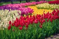 Colorful Tulips At Emirgan Park, Istanbul