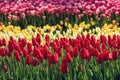 Colorful Tulips At Emirgan Park, Istanbul