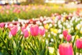 Colorful tulips in the evening city, sunset Royalty Free Stock Photo