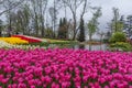 Flower beds with red and white tulips in the tulip festival Emirgan Park, Istanbul, Turkey Royalty Free Stock Photo