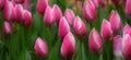 Colorful Tulips at Festival Spring Beautiful Colors Delicate Flowers Soft Focus Royalty Free Stock Photo