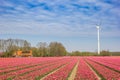 Colorful tulips field in front of a windmill in Noordoostpolder