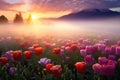 Colorful tulips field in morning mist Royalty Free Stock Photo