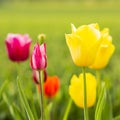 Colorful tulips in a field Royalty Free Stock Photo