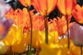 Macro view from below of orange tulips under sunshine Royalty Free Stock Photo