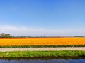 Colorful tulips fields in Holland, spring season