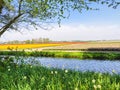 Colorful tulips fields in Holland, spring season