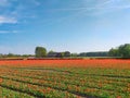 Colorful tulips fields in Holland, spring season