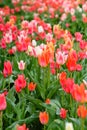 Colorful tulips on a flower bed in the city Royalty Free Stock Photo