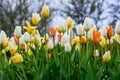 Colorful tulips on a flower bed in the city Royalty Free Stock Photo