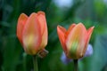 Colorful tulips flower closeup