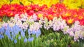 Colorful Tulips flower decoration in the garden - Beautiful tulips field blooming spring floral background Royalty Free Stock Photo