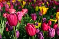 Colorful tulips in the flower garden. Flowers multicolored tulips flowering on public park