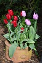 Colorful tulips in a flower pot