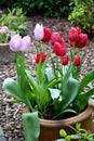 Colorful tulips in a flower pot