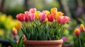 Colorful tulips in a flower pot in summer garden Royalty Free Stock Photo