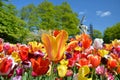 Colorful tulips flowers blooming in Keukenhof garden in Holland during spring time Royalty Free Stock Photo