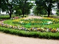 Colorful tulips and flowers grow in the park Saint Peterburg