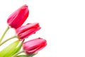 Colorful tulips flowers isolated on white background with free space. Mothersday or spring concept.