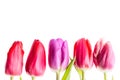 Colorful tulips flowers in a row isolated on white background with free space. Mothersday or spring concept. Royalty Free Stock Photo