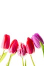 Colorful tulips flowers in a row isolated on white background with free space. Mothersday or spring concept. Royalty Free Stock Photo