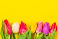 Colorful tulips flowers in a row on yellow background with free space. Mothersday or spring concept. Royalty Free Stock Photo