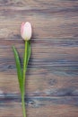 Colorful tulips flowers on wooden table. Top view with copy space. Toned picture by instagram filter Royalty Free Stock Photo