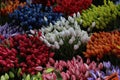 COLORFUL TULIPS FOUND AT THE FLOWER MARKETS OF AMSTERDAM