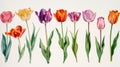 Colorful tulips in full bloom with green leaves on a white background.