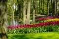 Colorful tulips are in full bloom at Keukenhof in Netherlands