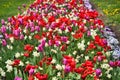 colorful tulips