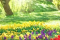 Colorful tulips garden in the green park Royalty Free Stock Photo