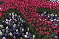 Colorful Tulips Garden Patchwork Royalty Free Stock Photo