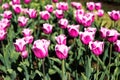 Colorful tulips in the garden. Sunny day