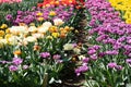 Colorful tulips in the garden. Sunny day