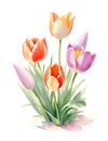 Colorful Tulips in the Garden on white background