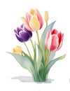 Colorful Tulips in the Garden on white background