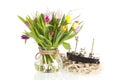 Colorful tulips in glass vase Royalty Free Stock Photo