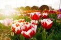 Colorful tulips grow and bloom in fields on spring time Royalty Free Stock Photo