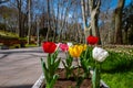 Colorful tulips in Gulhane Park in Istanbul. Istanbul in the spring Royalty Free Stock Photo