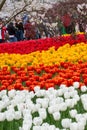 Colorful tulips in Hangzhou park