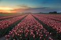 Colorful tulips from Holland with a beautiful sunset Royalty Free Stock Photo