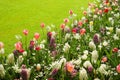 Colorful tulips, hyacinths and daffodils in spring