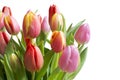 Colorful tulips isolated on white Royalty Free Stock Photo