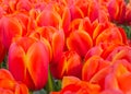 Red tulips in Keukenhof Botanical Garden, Netherlands